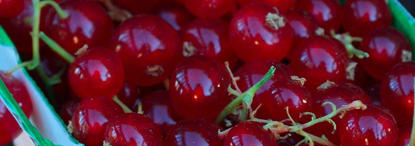 fruits rouges : groseilles cueillies à la main
